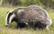 'The Fight Continues' after Wildlife Week sparked by Badger Killing