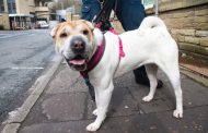 Local RSPCA Ask - Can You Help A Very Special Shar Pei in Urgent Need Of Vet Treatment?