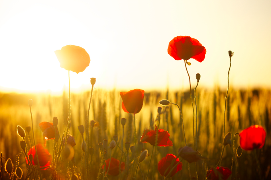 Remembrance Sunday 2021 - Join services in Huddersfield and Dewsbury