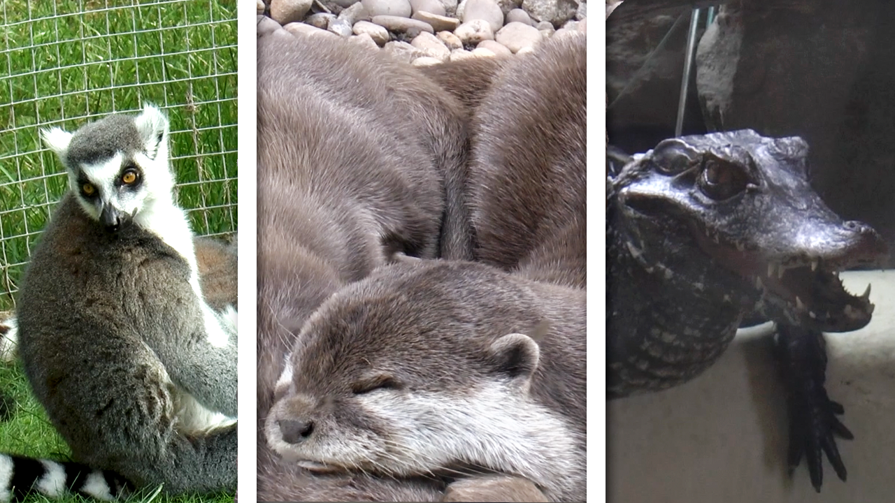 NEW VIDEO: A Visit to Ponderosa Zoo in Heckmondwike