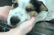 Animal cruelty on the rise: 23% increase of cruelty reports in Yorkshire made to RSPCA last year