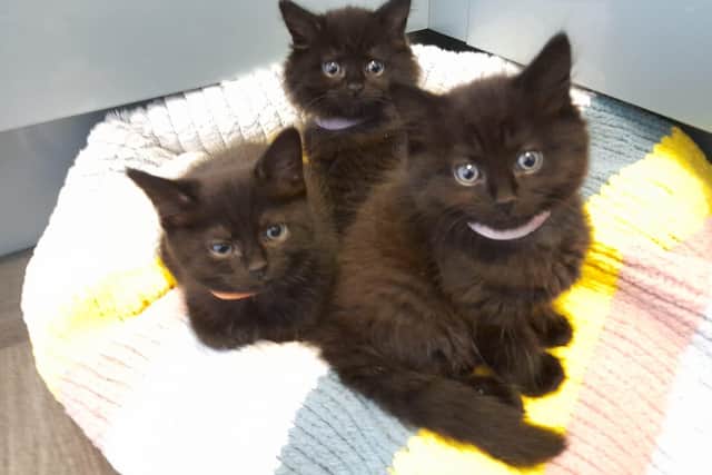 Animal Abandonments Has Increased in West Yorkshire