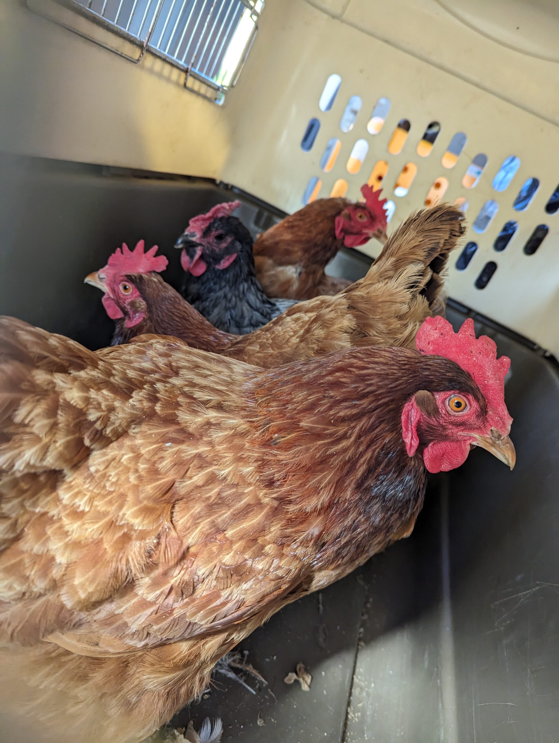 RSPCA Rehoming Hens Mysteriously Dumped on Driveway in West Yorkshire