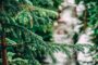 How to Apply to be a Role Model for Children in Care