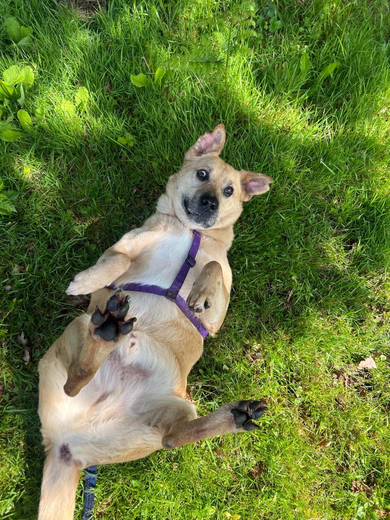 The Unlovables: Show a Long-Stay Dog Some Love