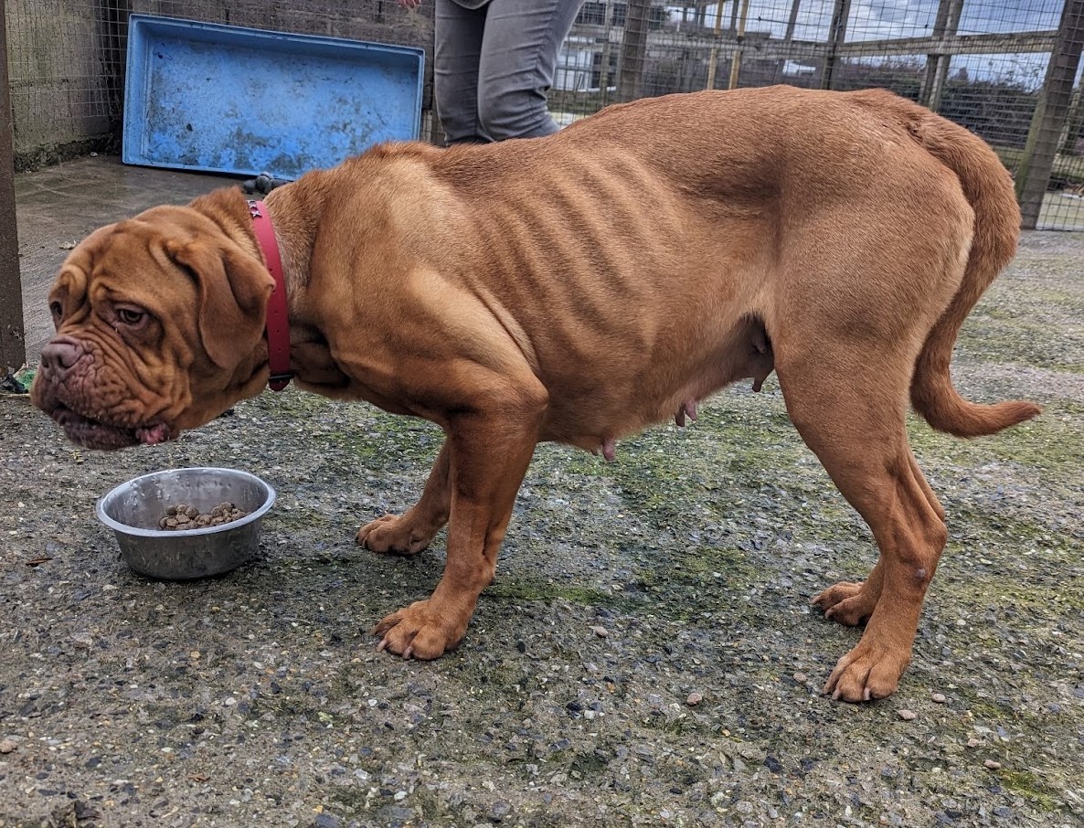 Batley Mother and Son Given Animal Bans in RSPCA Neglect Case