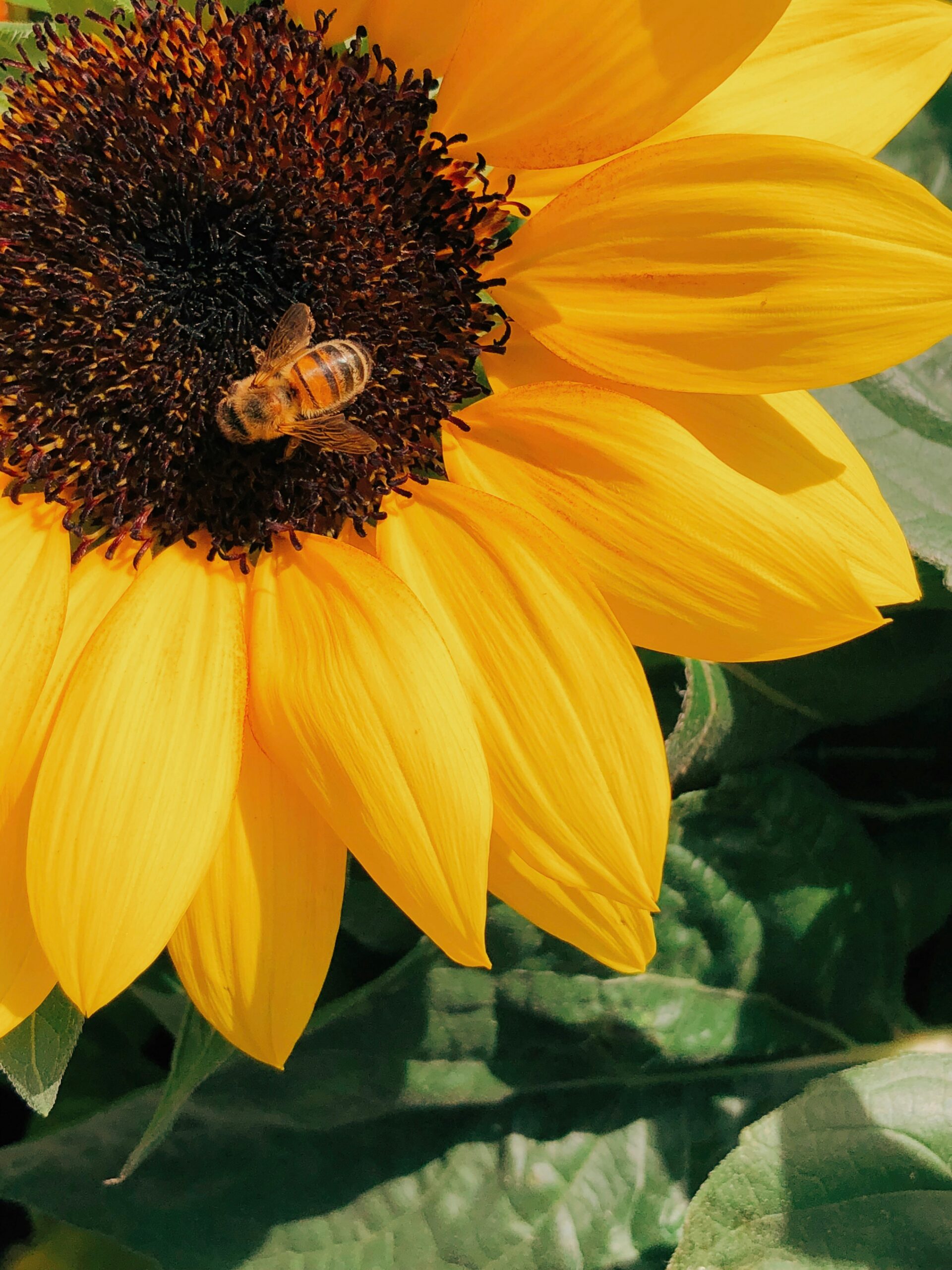The Kirkwood Launches their Sunflower Memories Appeal for 2024