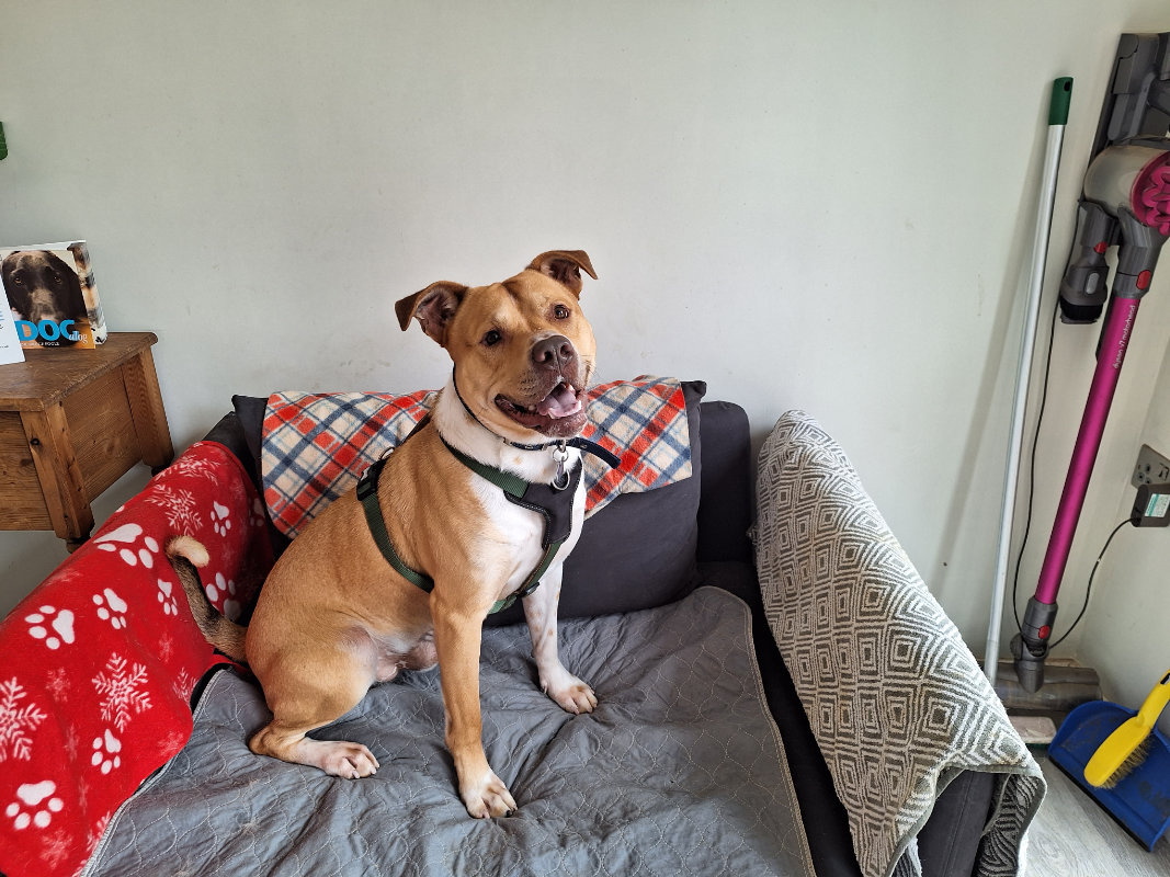 RSPCA Prosecutes Yorkshire Woman Who Left Poorly Dog While She