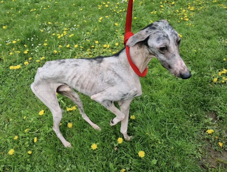 RSPCA Reveals 5,137 Animal Abuse Reports in Yorkshire Counties So Far This Year