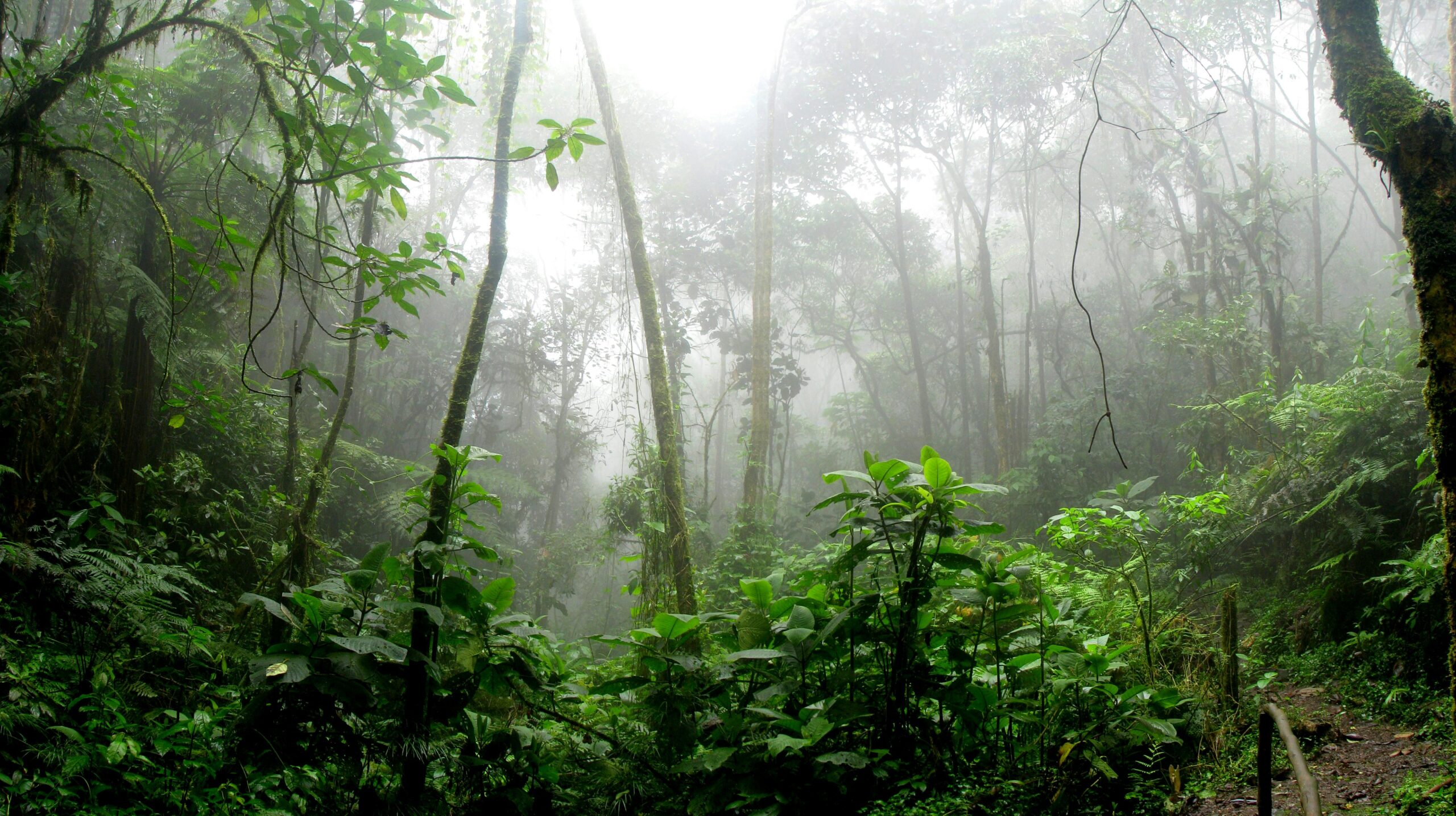 Save the Rainforest Art Exhibition at Bagshaw Museum