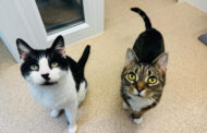 Cat With ‘Tragic’ Fish Allergy, Deaf Cat, and Senior Loved-Up Couple All Looking for Homes