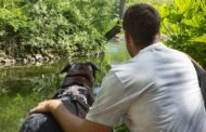 Dogs Trust and Cats Protection Issue Urgent Appeal for Fosterers Across Yorkshire to Support Pet Owners Fleeing Domestic Abuse