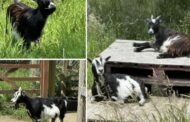 Goats Returned Home Nine Months After Going Missing Have Been Rescued by the RSPCA