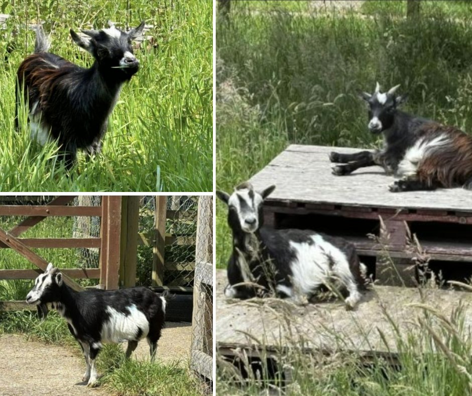 Goats Returned Home Nine Months After Going Missing Have Been Rescued by the RSPCA
