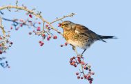 Data Shows Low Fruit Yield After Wet Spring
