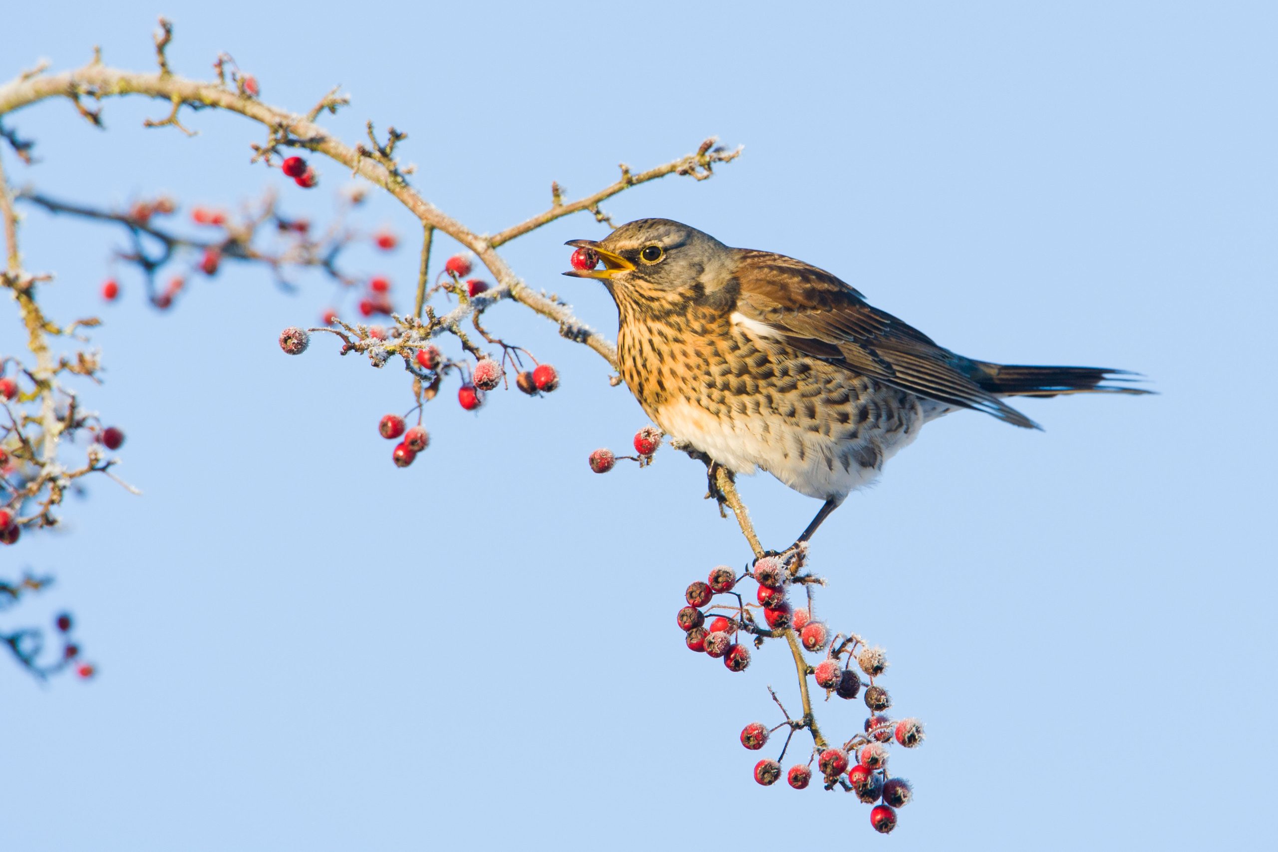 Data Shows Low Fruit Yield After Wet Spring