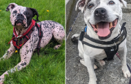 Adoptober 2024: Urgent Forever Home Appeal for Mason and Patch