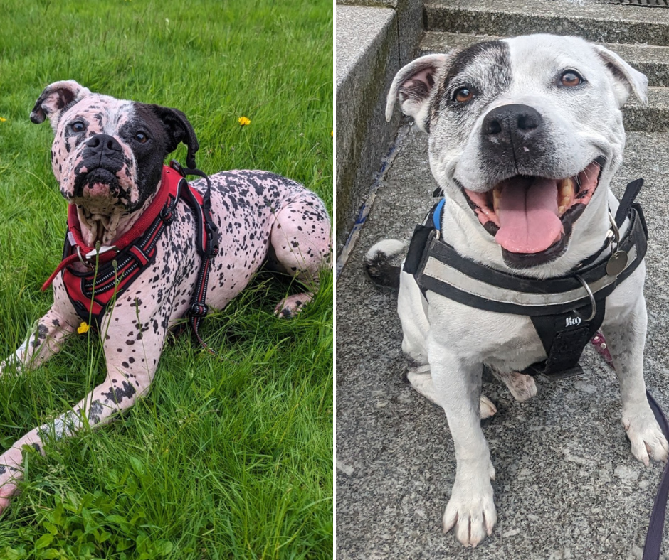 Adoptober 2024: Urgent Forever Home Appeal for Mason and Patch