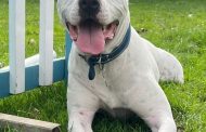 Deaf Dog Learns Sign Language to Help in Bid to Find a New Home