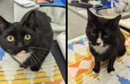 Young Cats Abandoned Zipped Up in Gym Bag