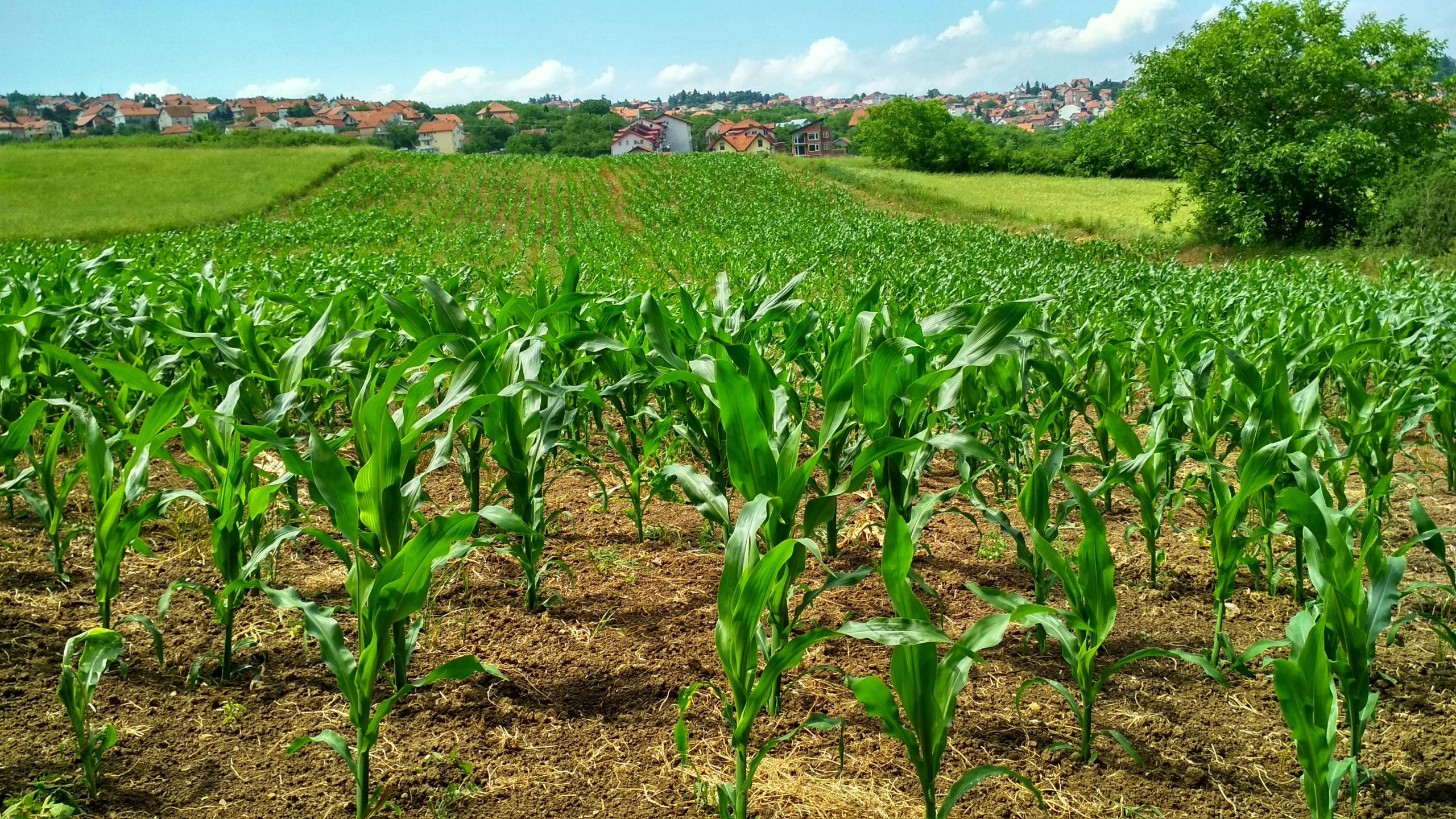 University of Huddersfield Collaborates on AI-Driven Carbon Removal Project