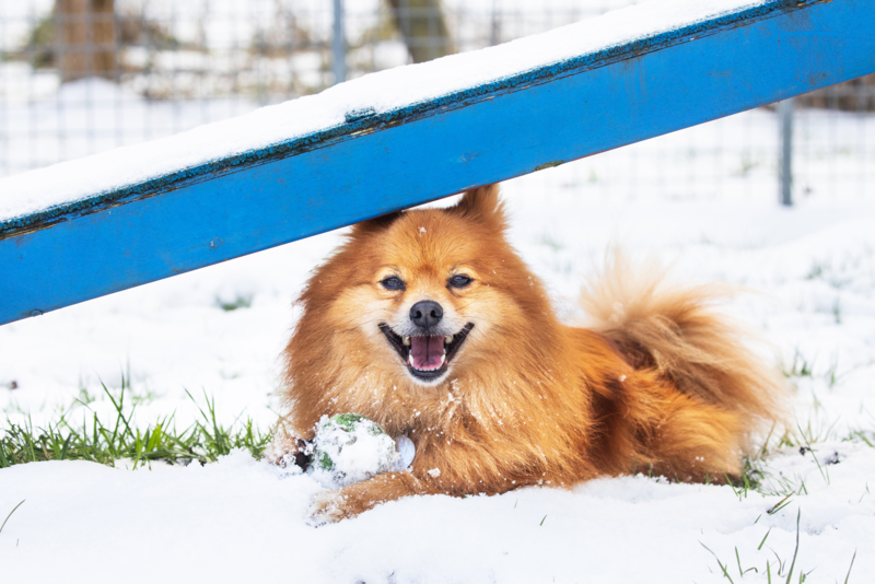 Big Freeze Alert: RSPCA Shares Essential Tips to Protect Animals During Cold Snap