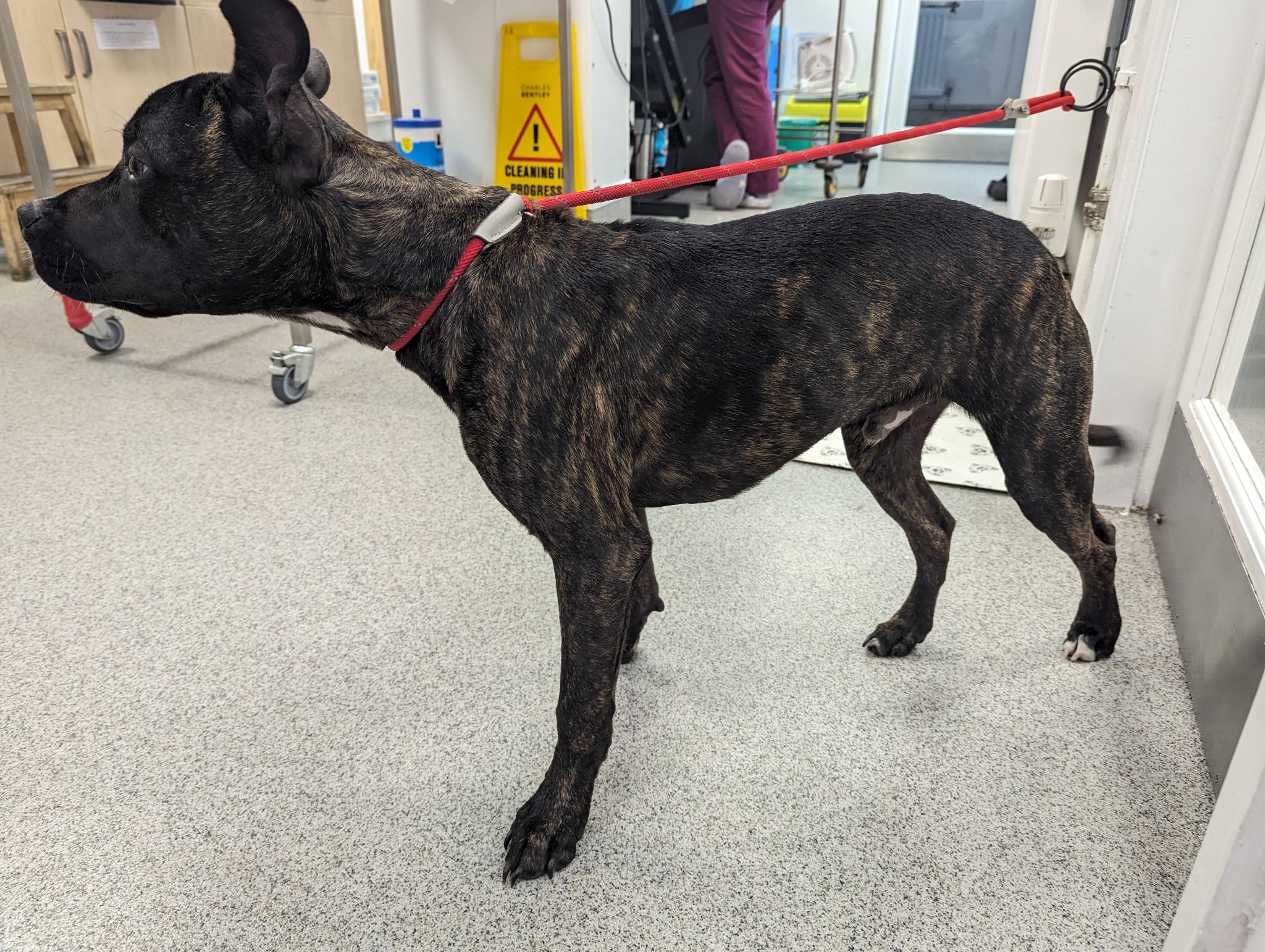 West Yorkshire Woman Receives Suspended Jail Term for Neglecting Injured Puppy