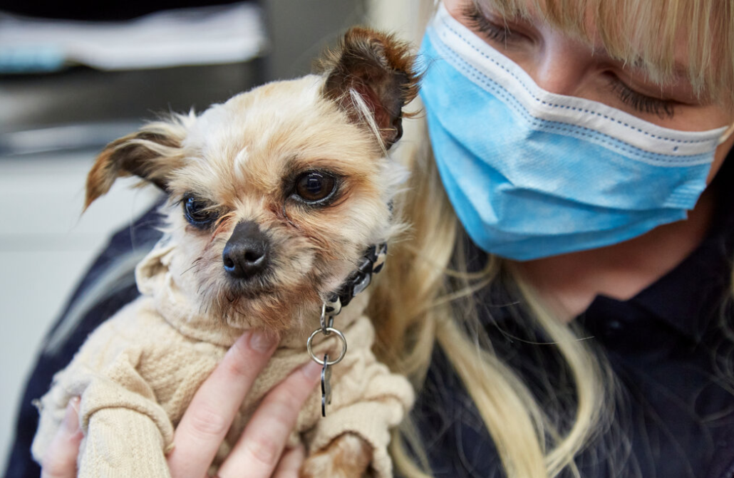 RSPCA Reports Record Post-COVID Animal Abandonment Cases Amid Cost of Living Crisis