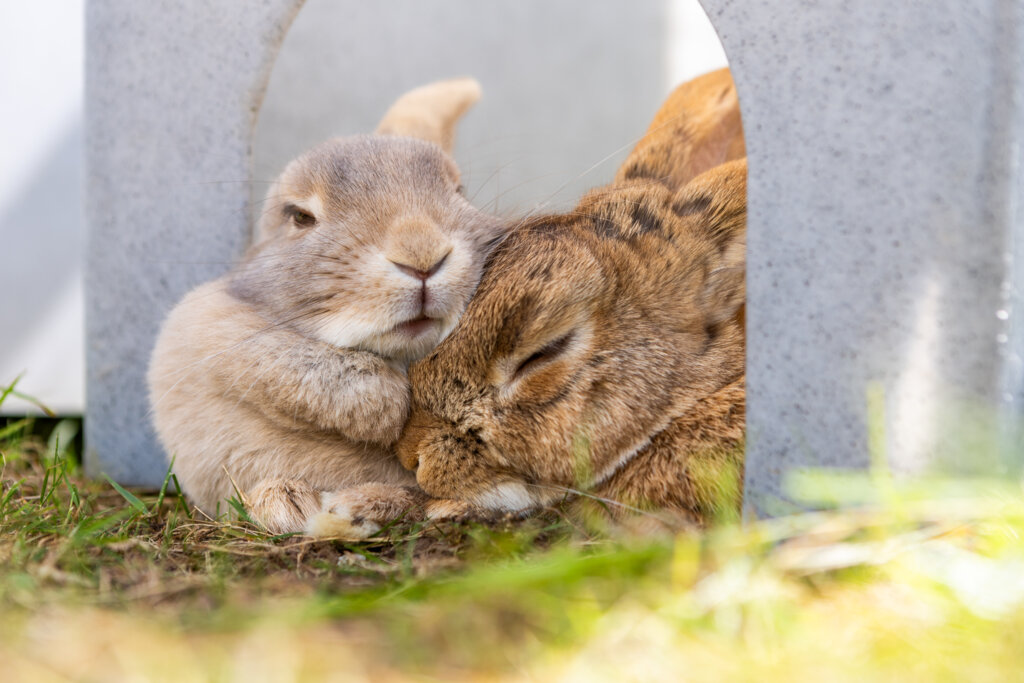 RSPCA Shares Vital Advice to Keep Animals Safe This Spring