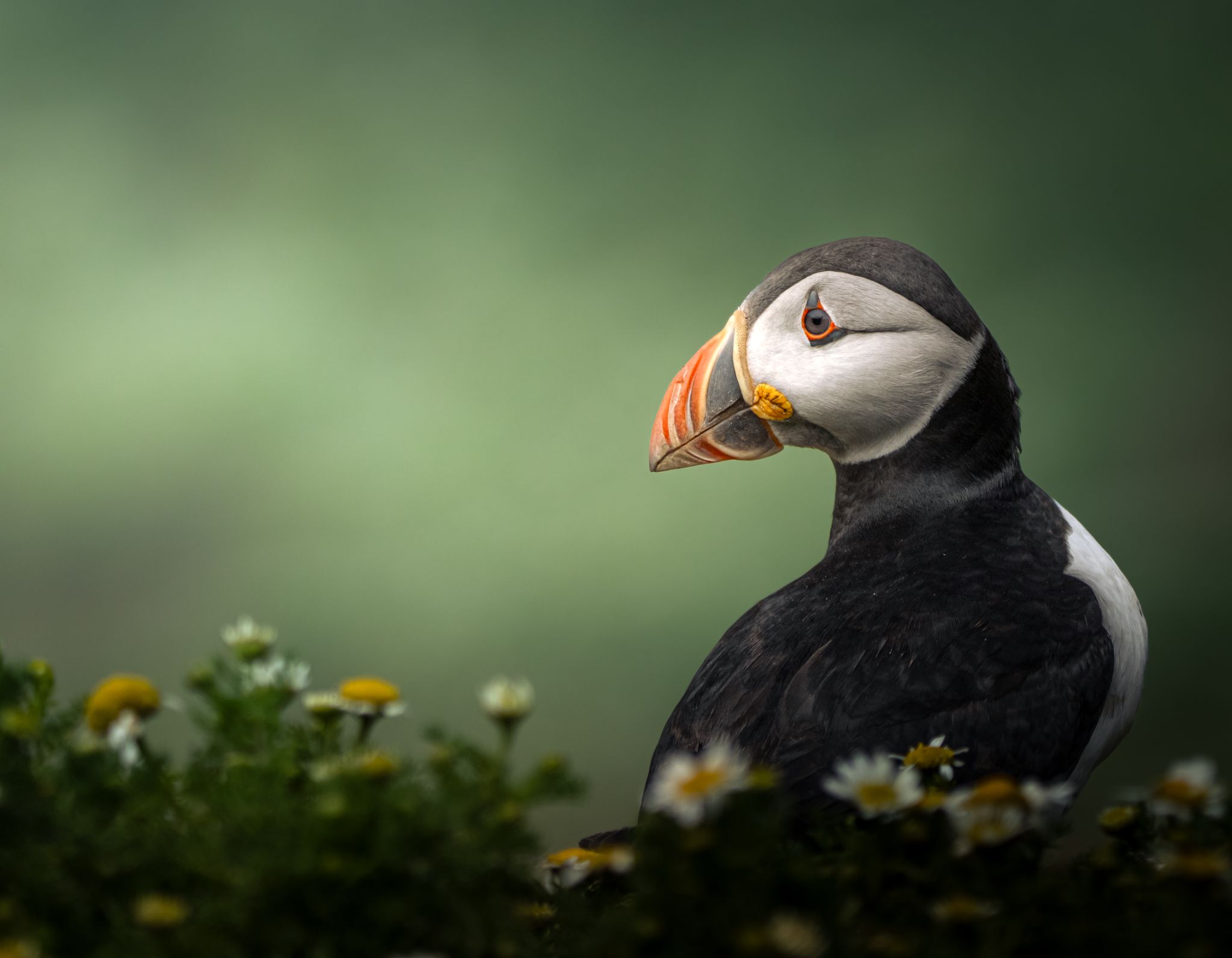 Young West Yorkshire Snappers Urged to Enter Prestigious RSPCA Photography Competition