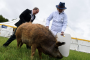RSPCA Launches Recruitment Drive for “Kindness Crusaders” Across the UK