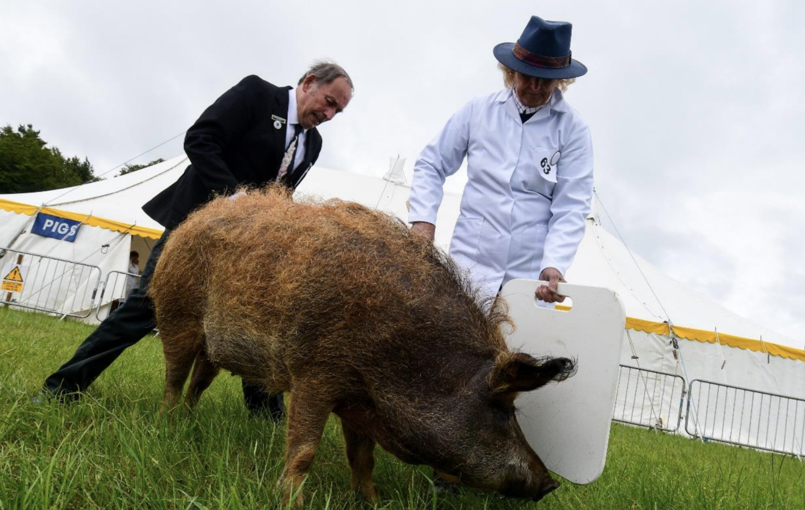 Kids Go Free to This Saturday’s Honley Show – Don’t Miss Out!