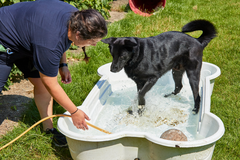 RSPCA Urges Pet Owners to Keep Animals Safe Amid Amber Heat Alert