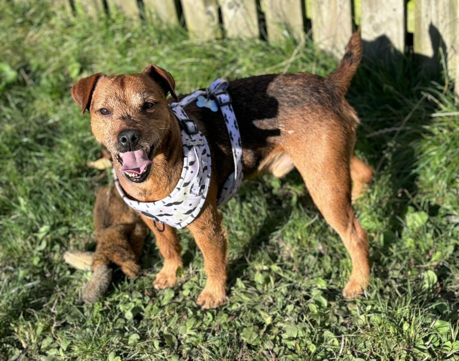 West Yorkshrie Woman Banned from Keeping Animals After Dog Found with Severe Injuries