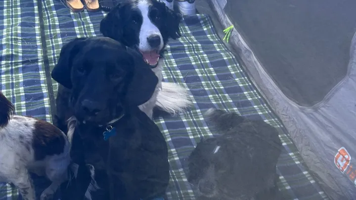 Huddersfield Family Left Devastated After House Fire Claims Pets and Home