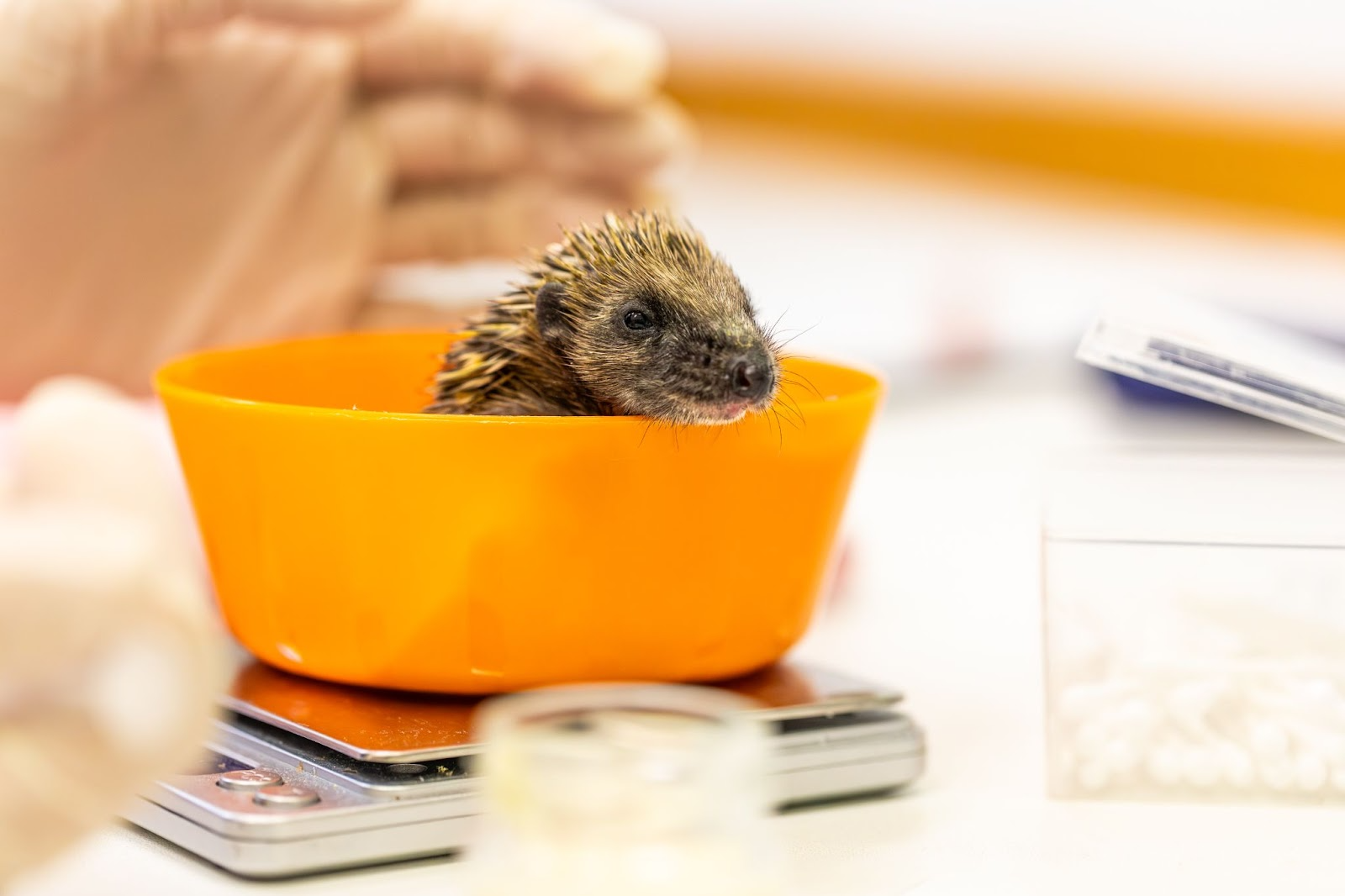 Take a Walk on the Wild Side: RSPCA Launches Fundraising Challenge to Support Wildlife in Need