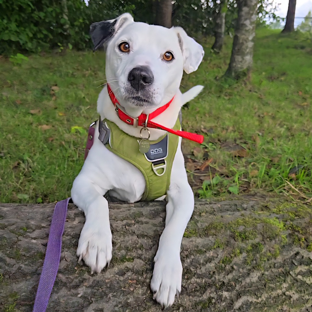 RSPCA Urges Families to Give ‘Every Kind’ of Dog a Chance This Adoptober
