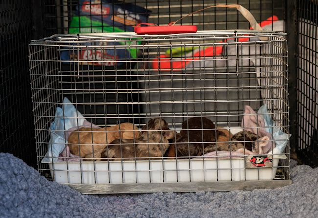 RSPCA Branch Appeals for Support After Nine Dogs Rescued From Illegal Puppy Trade