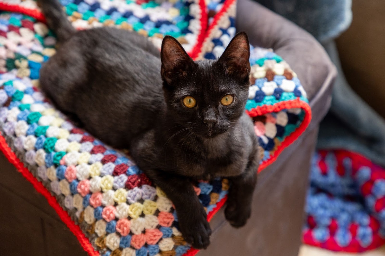 Yorkshire Animal Lovers Urged to Knit Warmth for Pets in Need This Winter