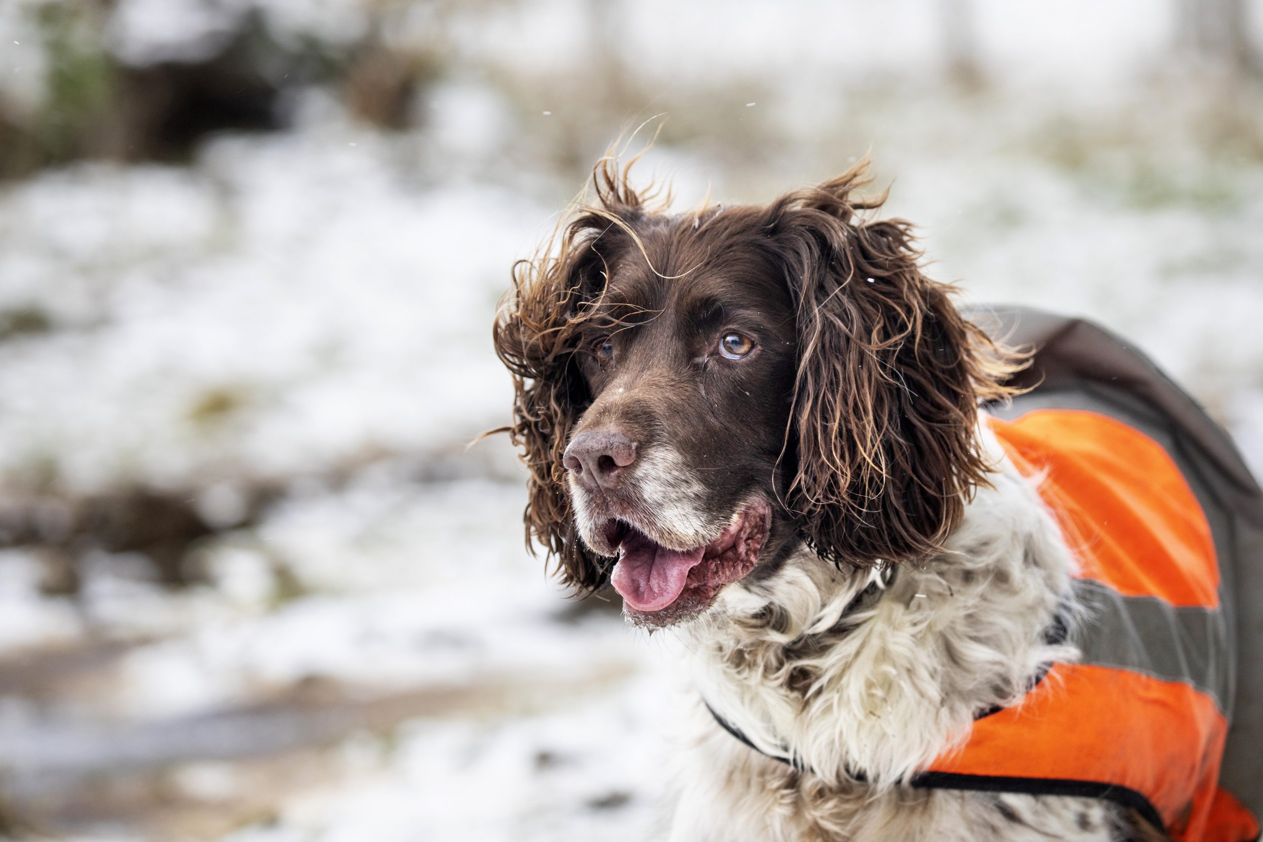 RSPCA urges public to protect animals as cold snap grips the UK