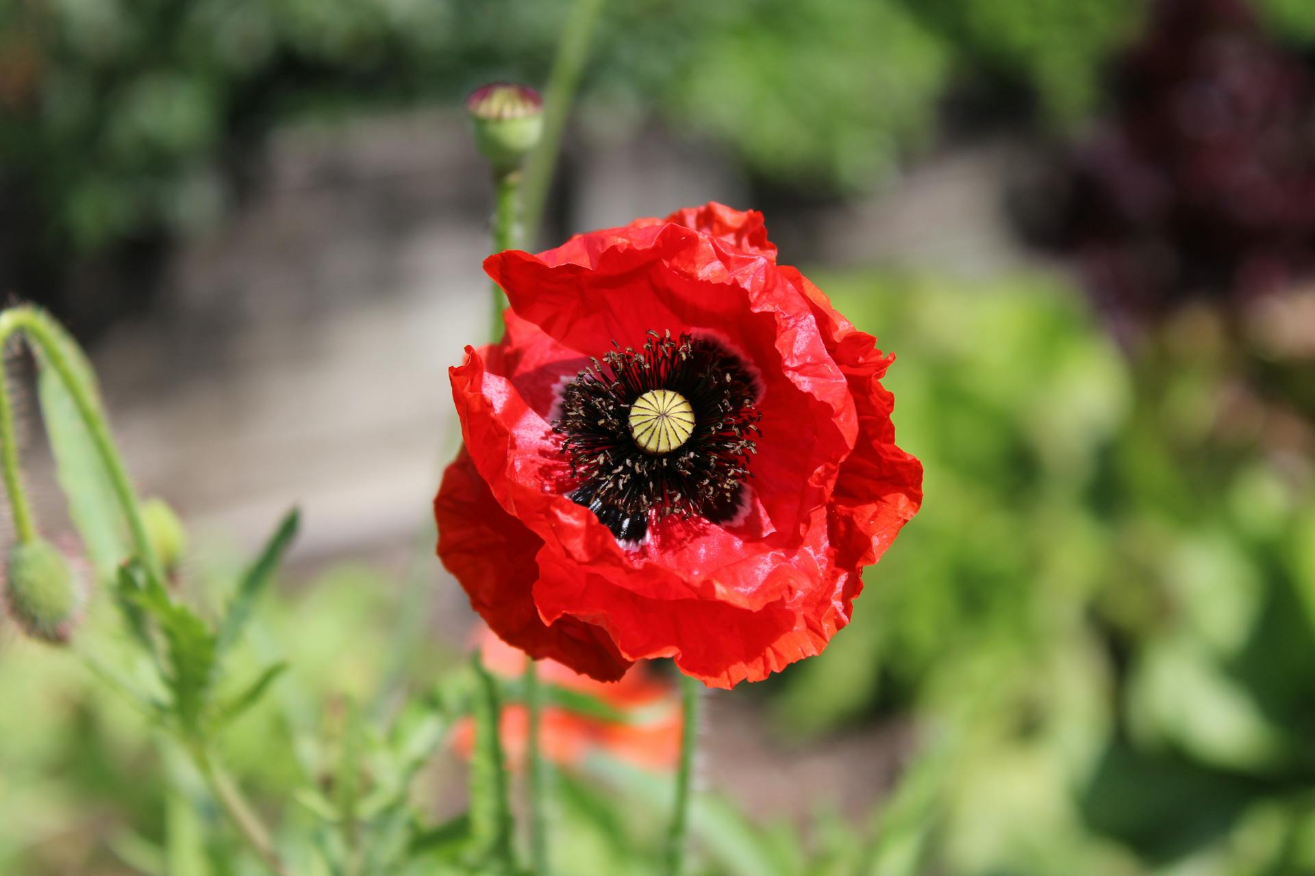 Veterans Invited to Join New Poppy Pathways Programme at The Poppy Factory