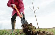 Councillors to Decide on Major Tree-Planting Expansion Across Yorkshire