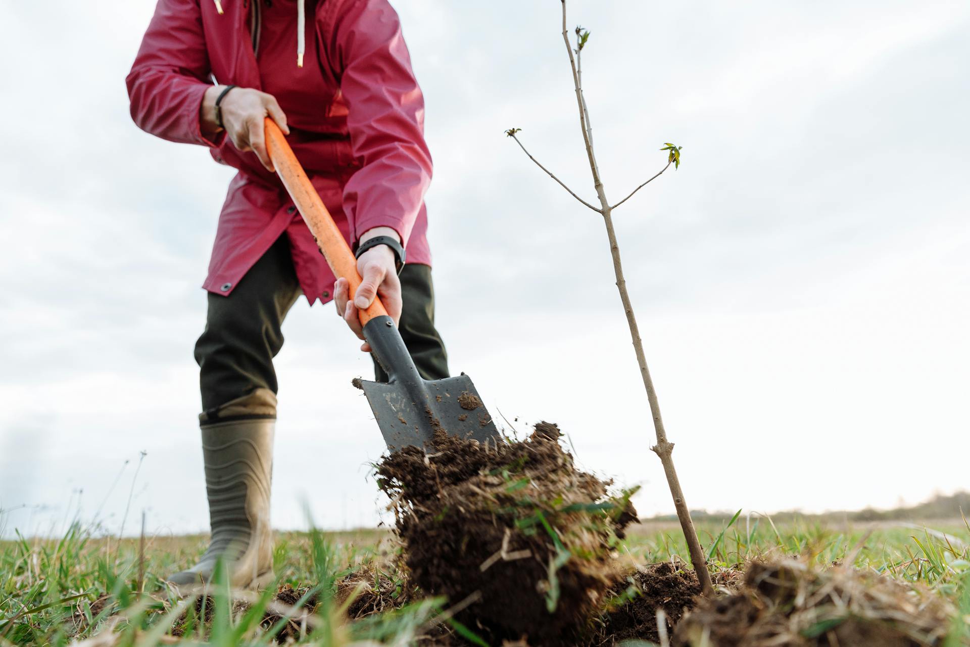 Councillors to Decide on Major Tree-Planting Expansion Across Yorkshire