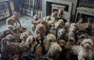 Shocking RSPCA Rescue Image Mistaken for AI as Multi-Animal Cases Surge