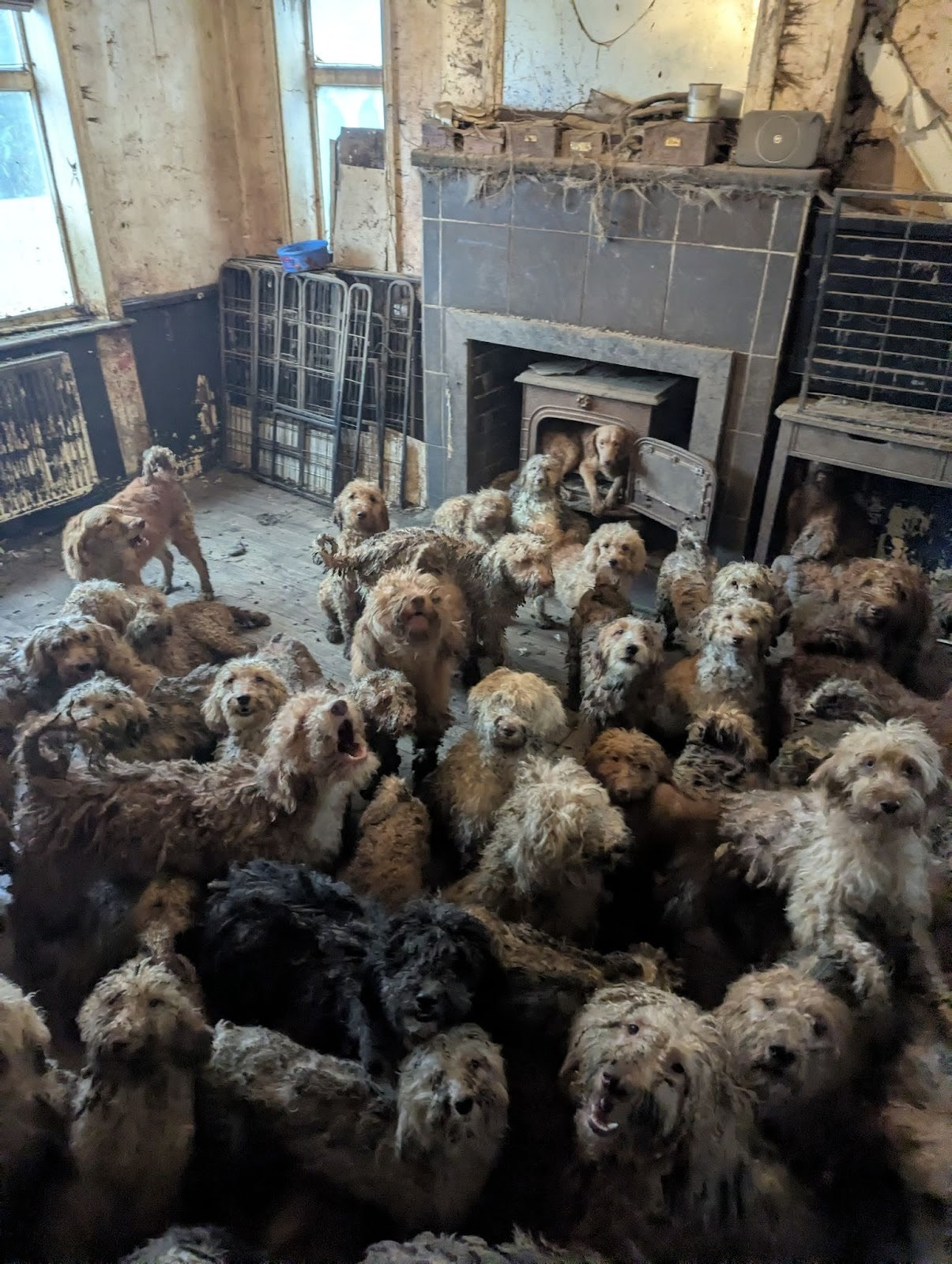 Shocking RSPCA Rescue Image Mistaken for AI as Multi-Animal Cases Surge