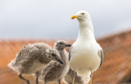 Public Urged to Think Twice as Gull “Rescues” Surge Each Summer