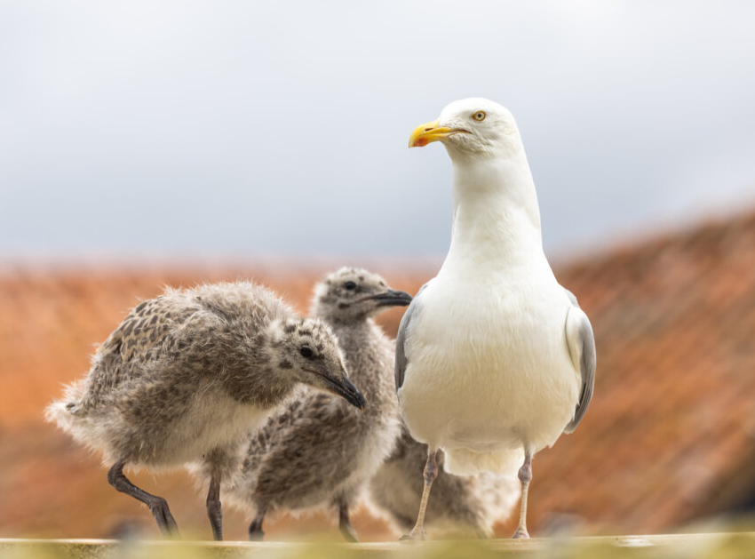 Public Urged to Think Twice as Gull “Rescues” Surge Each Summer