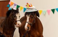 National Coal Mining Museum to Celebrate Beloved Pit Ponies with Family Pony Party Day