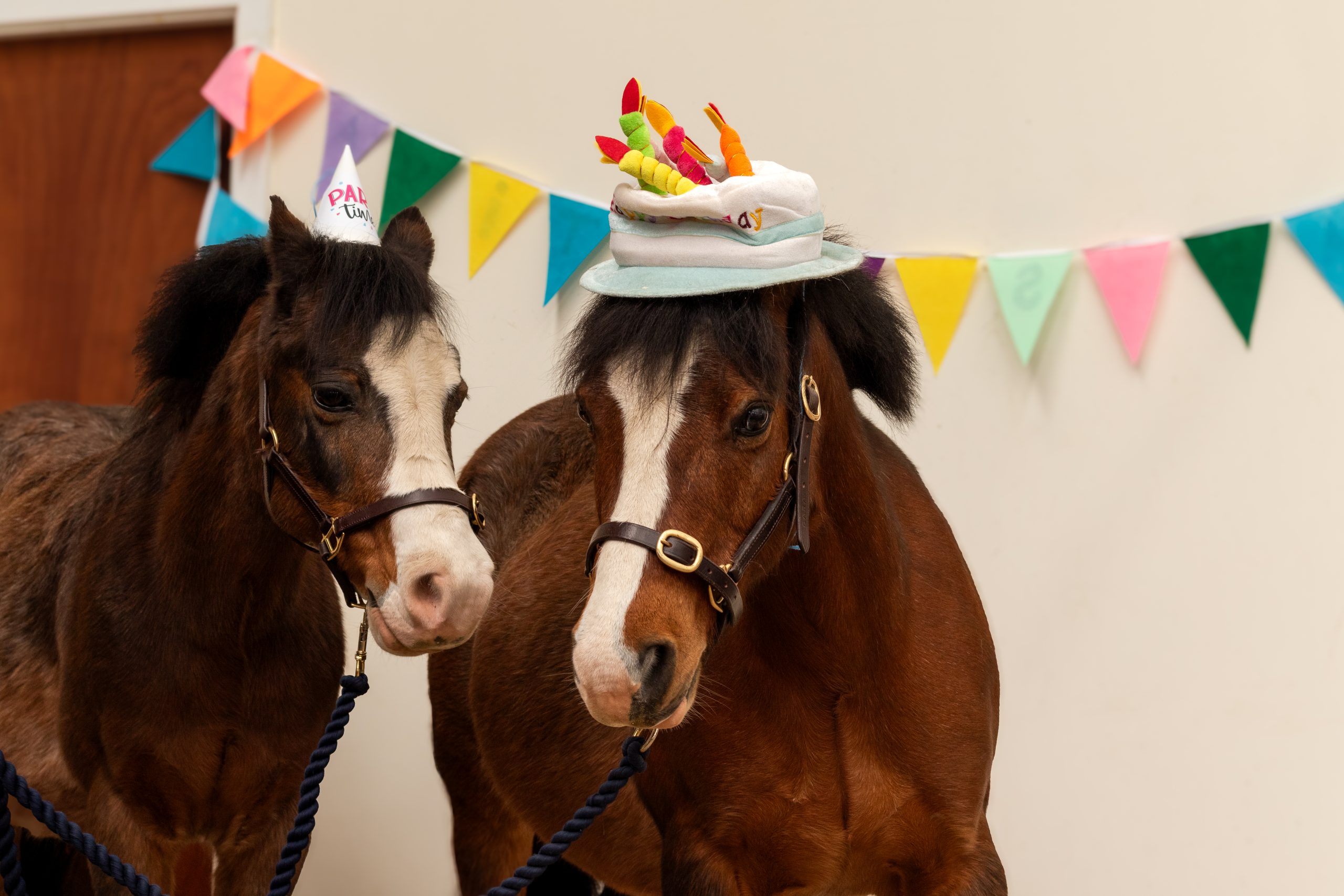 National Coal Mining Museum to Celebrate Beloved Pit Ponies with Family Pony Party Day