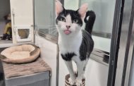 Huddersfield Animal Lovers Invited to Get ‘Catnapped’ for RSPCA Fundraiser